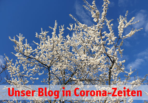 Weiß blühender Baum mit blauem Himmel. eingefügter Text: Unser Blog in Corona-Zeiten