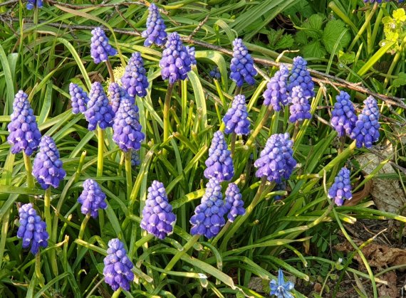 Blau blühende Bauenbübchen