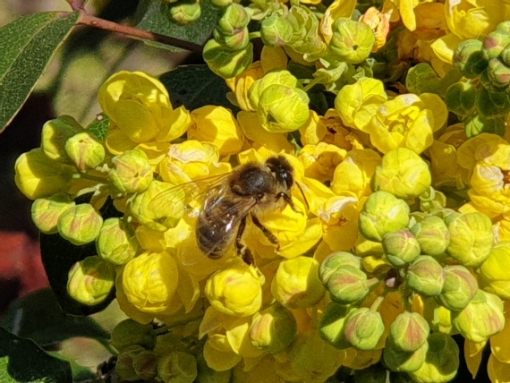 gelb blühende Mahonie mit Biene