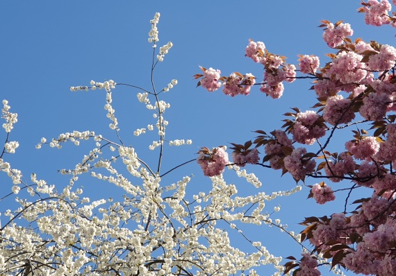 Blühende japanische Zierkirschen mir rosa und weißen Blüten vor blauem Himmel