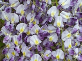 Blauregen: Detailansicht der Blüten, weiß mit violetten Zungen und gelb in der Mitte