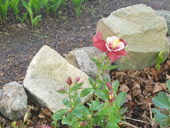 Blühende Akelei (weißgelb-rot) zwischen dicken Steinen