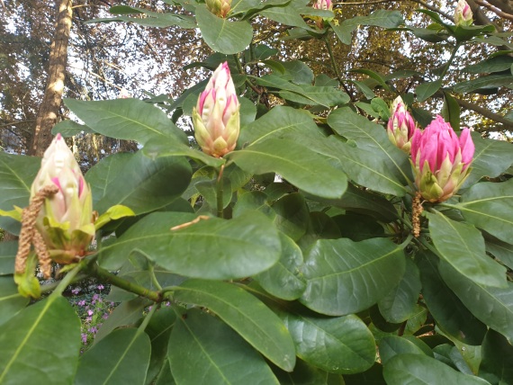 Knospen an einem Rhododendron-Busch