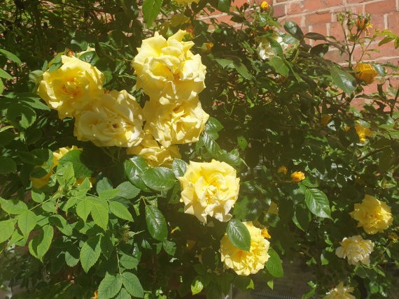 Blühende gelbe Rosen
