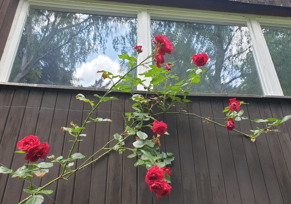 Rosenzweig mit dunkelroten Blüten vor Holzwand mit Fenster, in dem sich Bäume und der Himmel spiegeln