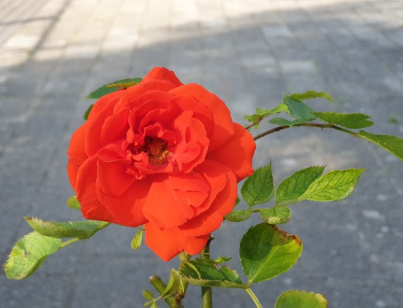 hellrote Rose, einzelne Blüte
