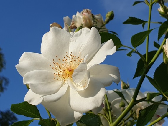 weiße Rose (einzelne Blüte) vor blauem Himmel