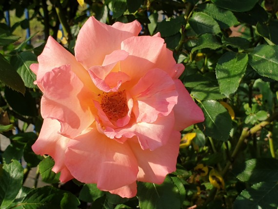 lachsfarbene Rosenblüte