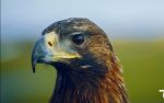 Link zum Schreibsnack-Video "Das Auge des Adlers"